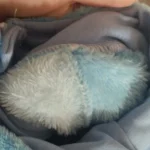 Baby Stitch Onesie | Fluffy jumpsuit photo review